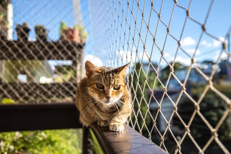 How to Cat Proof a Fence 7 Vet Verified Ways Catster